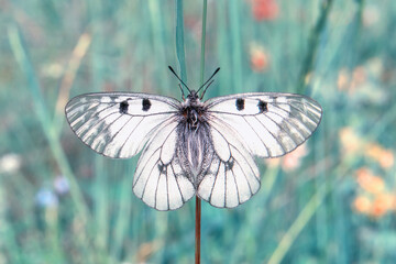 
Macro shots, Beautiful nature scene. Closeup beautiful butterfly sitting on the flower in a summer garden.
