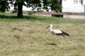  Ein einzelner Storch sucht Nahrung auf einer frisch gemähten Wiese