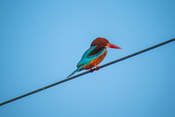 The common kingfisher (Alcedo Atthis) wetlands birds