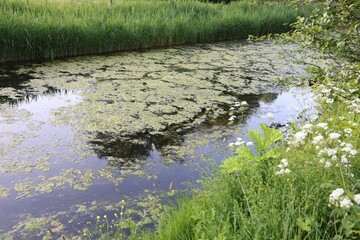 View of channel with green reeds on sunny day