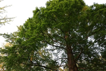 Obraz premium Beautiful tree with green leaves growing outdoors, low angle view