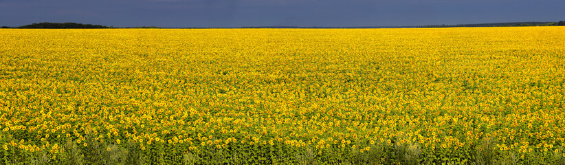 Panorama of sunflower field in summertime. Wide summer background of blooming sunflowers.
Summer sunflower field background.	