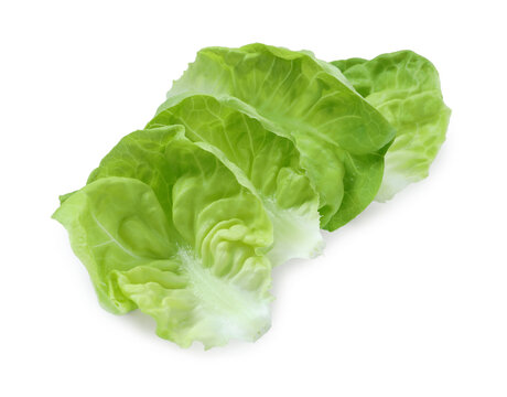 Fresh green butter lettuce leaves isolated on white