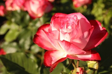 Beautiful rose blooming on sunny day outdoors, closeup. Space for text