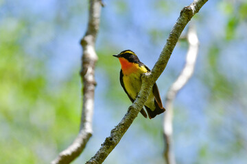 蓼科や軽井沢の初夏の森を彩る黄色とオレンジと黒の鮮やかな美しい小鳥キビタキ