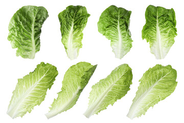 Set of fresh romaine lettuce leaves on white background, different views