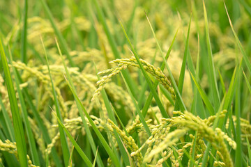 Golden paddy field swaying over sunset day time. Raw rice crop stalk with ears, organic agriculture concept.
