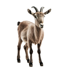 goat looking isolated on white