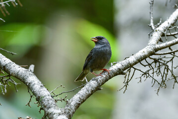 志賀高原や上高地などの初夏の高原で見られる美しい声でさえずる小鳥、クロジ