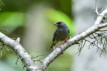 志賀高原や上高地などの初夏の高原で見られる美しい声でさえずる小鳥、クロジ