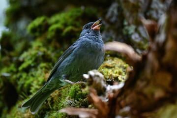 志賀高原や上高地などの初夏の高原で見られる美しい声でさえずる小鳥、クロジ