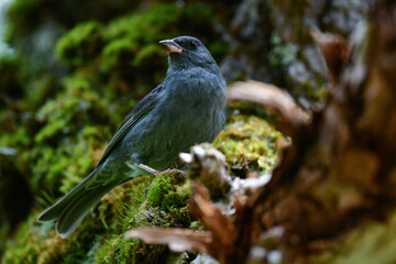 志賀高原や上高地などの初夏の高原で見られる美しい声でさえずる小鳥、クロジ