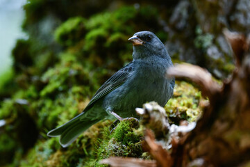 志賀高原や上高地などの初夏の高原で見られる美しい声でさえずる小鳥、クロジ