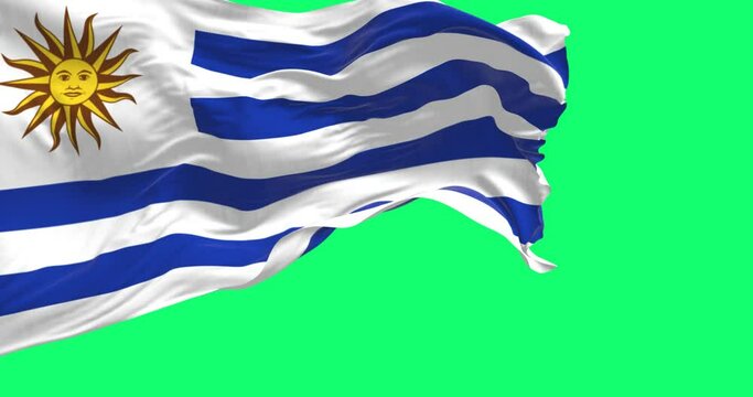 Uruguay national flag waving isolated on a green background