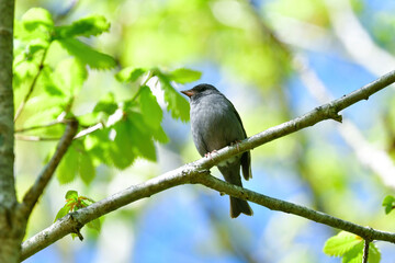 志賀高原や上高地などの初夏の高原で見られる美しい声でさえずる小鳥、クロジ