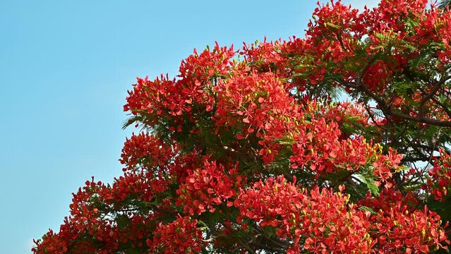 The high-speed rail runs fast along the highway. The flowering of the poinciana is the graduation season of Taiwanese schools.