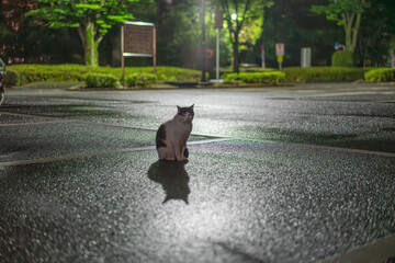 夜の猫