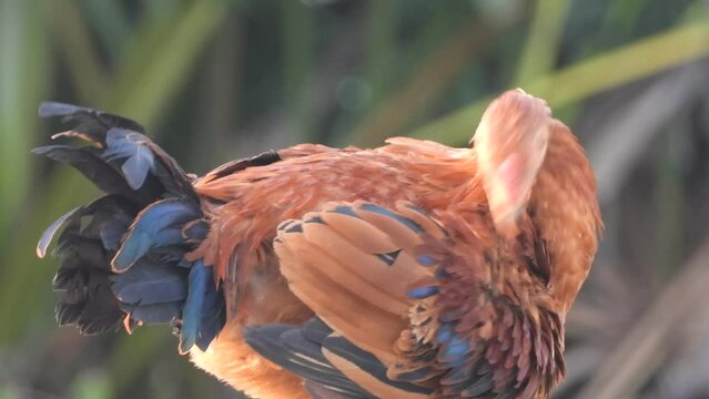 Chicken relaxing - food -meat .