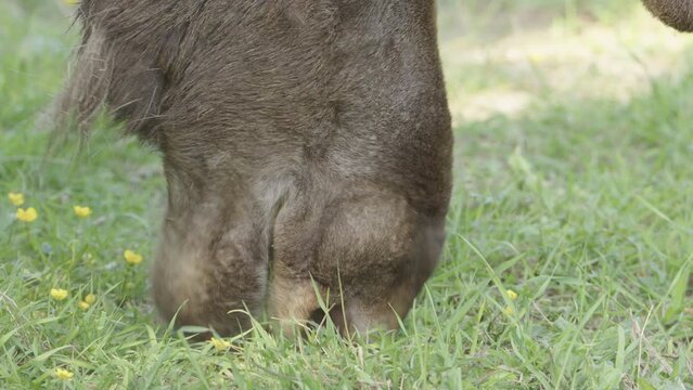 Moose feasting use muzzle to grasp succulent grass in meadow , closeup view