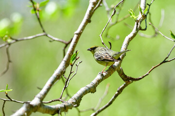 初夏の高原の森で出会えるかわいらしい野鳥ノジコ