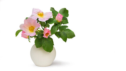 Wild rose flowers in white vase isolated on isolated on white background. Bouquet of rose hips.
