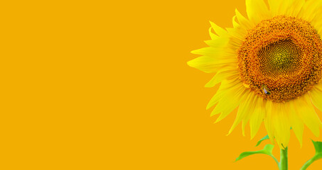 Obraz premium Sunflower border isolated on yellow background.