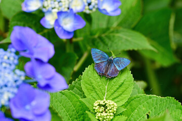 初夏の公園あ雑木林で見られる身近な美しい青いチョウのオオミドリシジミ