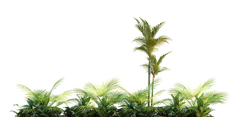 isolated cutout bushes and low palm group, best for foreground, best for landscape design, best for postpro visualization render. © AK082