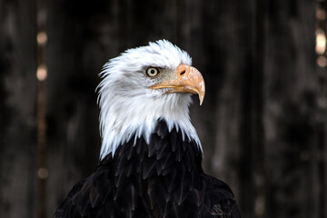 Weißkopfseeadler