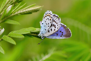 長野県や阿蘇に生息する絶滅危惧種の珍しいチョウのオオルリシジミ