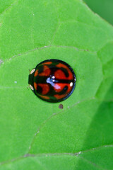 赤と黒の亀甲模様が美しい小さなテントウムシ、カメノコテントウ