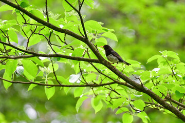 軽井沢や蓼科の初夏の高原で出会える夏の渡り鳥クロツグミ