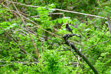軽井沢や蓼科の初夏の高原に渡ってくる小鳥、美しいさえずりを持つクロツグミ