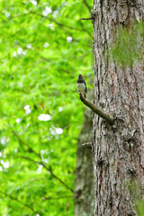 軽井沢や蓼科の初夏の高原に渡ってくる小鳥、美しいさえずりを持つクロツグミ
