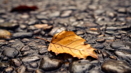 Fototapeta na wymiar Maple leaf on the ground.