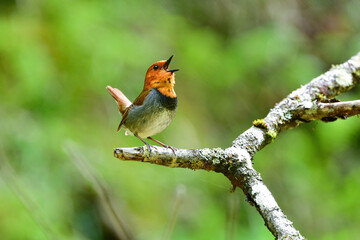 八ヶ岳や日光に訪れるオレンジ色の美しい小鳥、日本の三大鳴鳥コマドリ