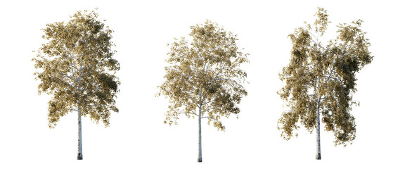 isolated cutout tree Betula-pendula autumn season in 3 different model option, daylight, best use for landscape design, and post pro render