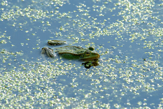 grenouilles dans le marais de Saint-Pierre le Chastel, saison des amours