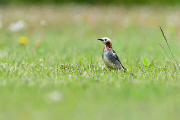 初夏に公園や雑木林にやってくる紫とブドウ色が目立つ小鳥コムクドリ
