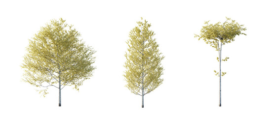 isolated cutout tree Populus tremuloides  autumn season, in 3 different model option, daylight, best use for landscape design, and post pro render