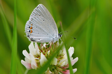 春から初夏に見られるかわいらしい小さなチョウ、ツバメシジミ