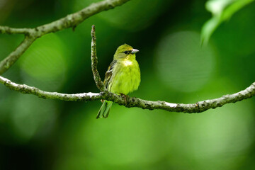 初夏の高原や湿原の林で出会えるかわいい野鳥、ノジコ