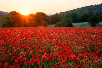 Poster Blühende Blumen auf landwirtschaftlicher Fläche, angelegte Blühfläche mit Klatschmohn, Deutschland, Niedersachsen © Ingo Bartussek