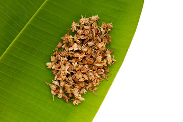 Dried herbal jasmine flowet tea