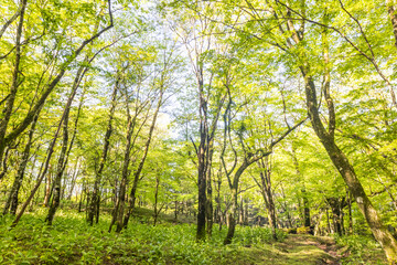 Fototapeta na wymiar 新緑の森　Landscape of the fresh green forest