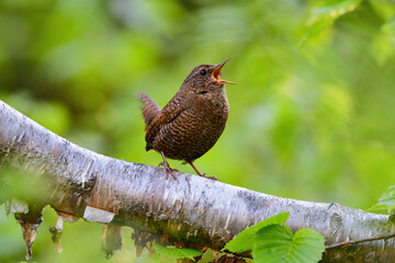軽井沢等初夏の高原の森で力強い声でさえずる小さな鳥、ミソサザイ