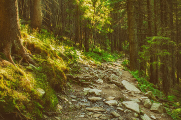 Obraz premium Summer moody forest