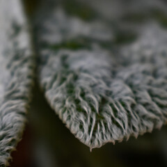 Lamb's-ear leaf