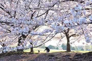 寒川中央公園に満開に咲くソメイヨシノ