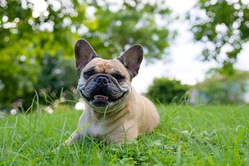Fototapeta premium french bulldog on grass